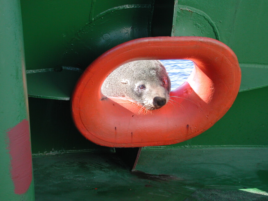 Seal 2