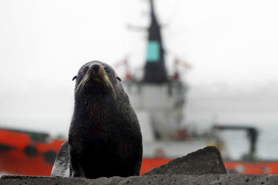 Seal
